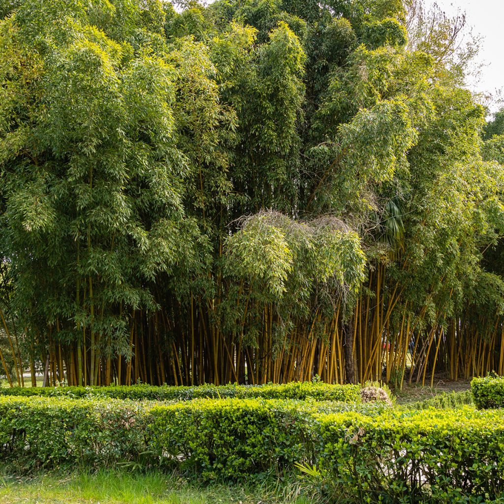 Bambou jaune - Phyllostachys aureosulcata Aureocaulis