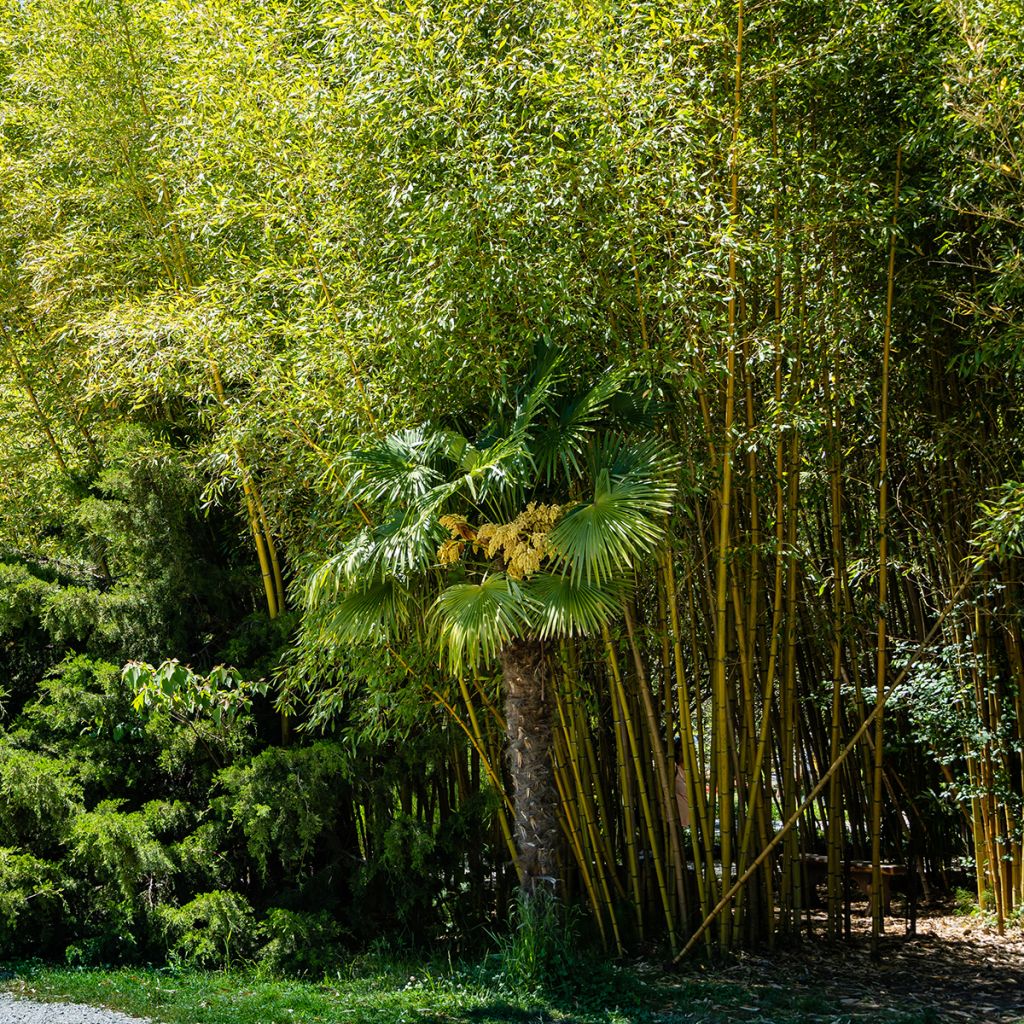 Bambou jaune - Phyllostachys aureosulcata Aureocaulis