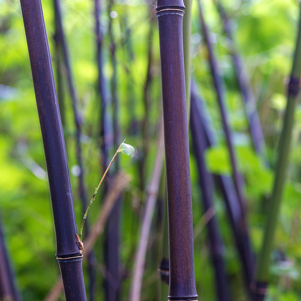 Bambou noir - Phyllostachys nigra