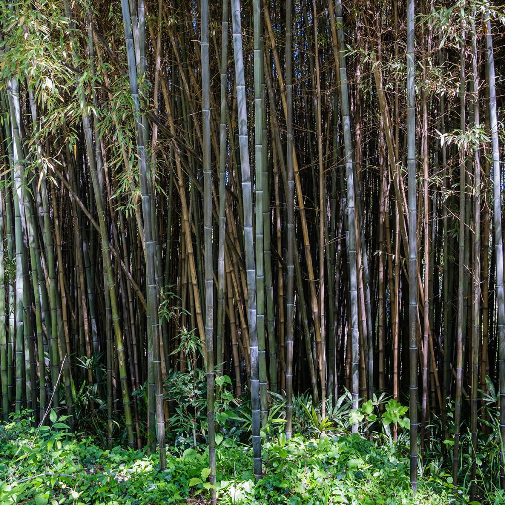 Bambou noir - Phyllostachys nigra