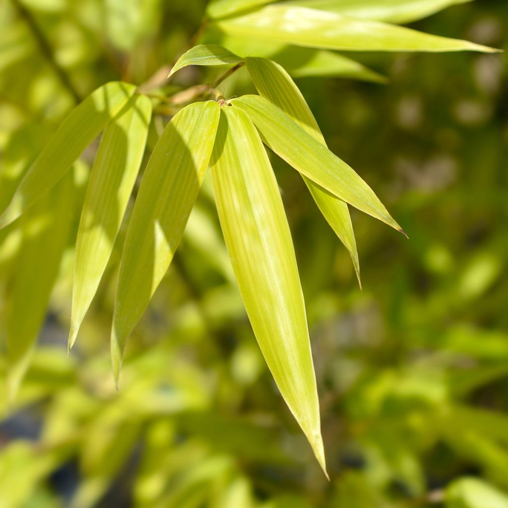 Bambou noir - Phyllostachys nigra