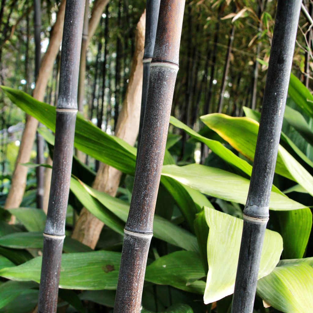 Bambou noir - Phyllostachys nigra