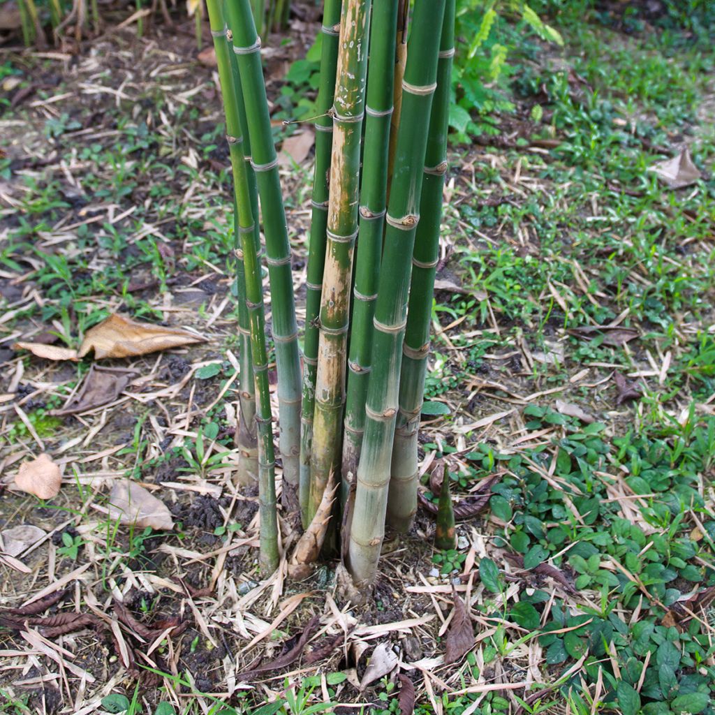 Bambusa glaucescens Multiplex - Bambou moyen