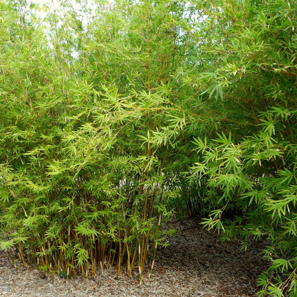 Bambusa multiplex  Alphonse Karr - Bambou d'intérieur
