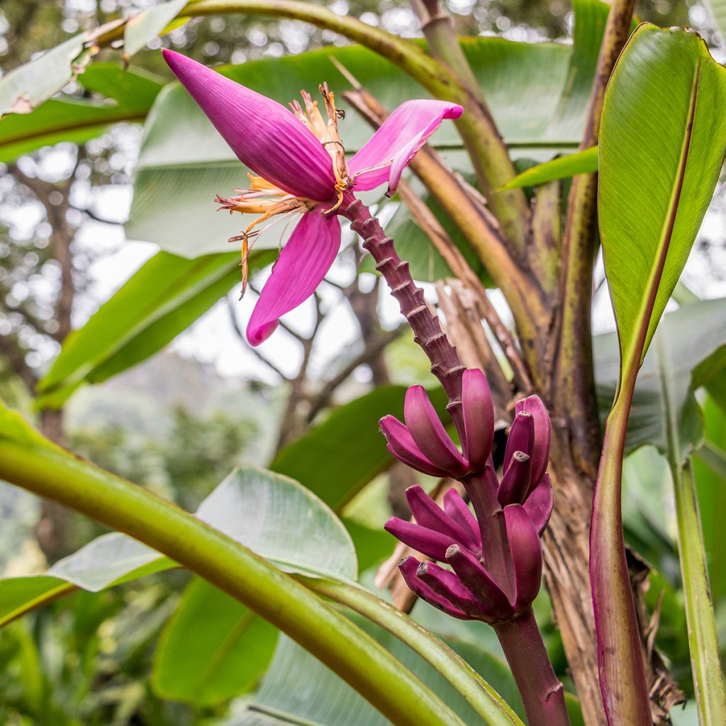 Bananier rouge - Musa acuminata Red Dacca