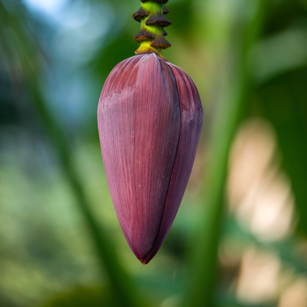 Bananier rouge - Musa acuminata Red Dacca