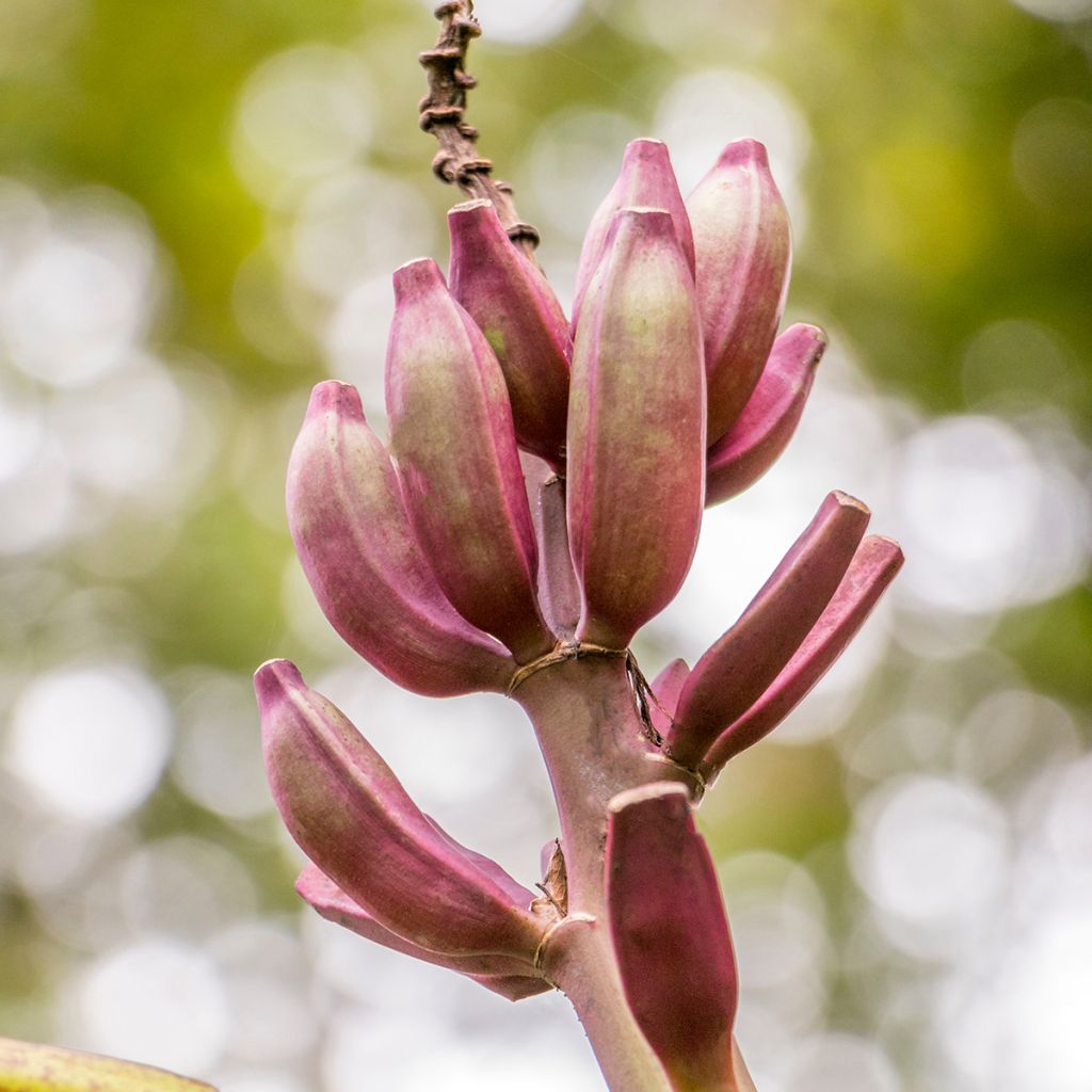 Bananier rouge - Musa acuminata Red Dacca
