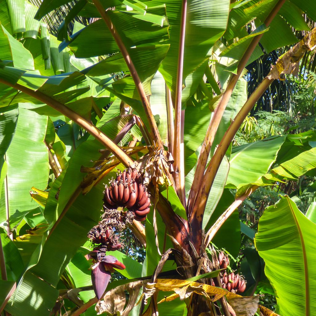 Bananier rouge - Musa acuminata Red Dacca