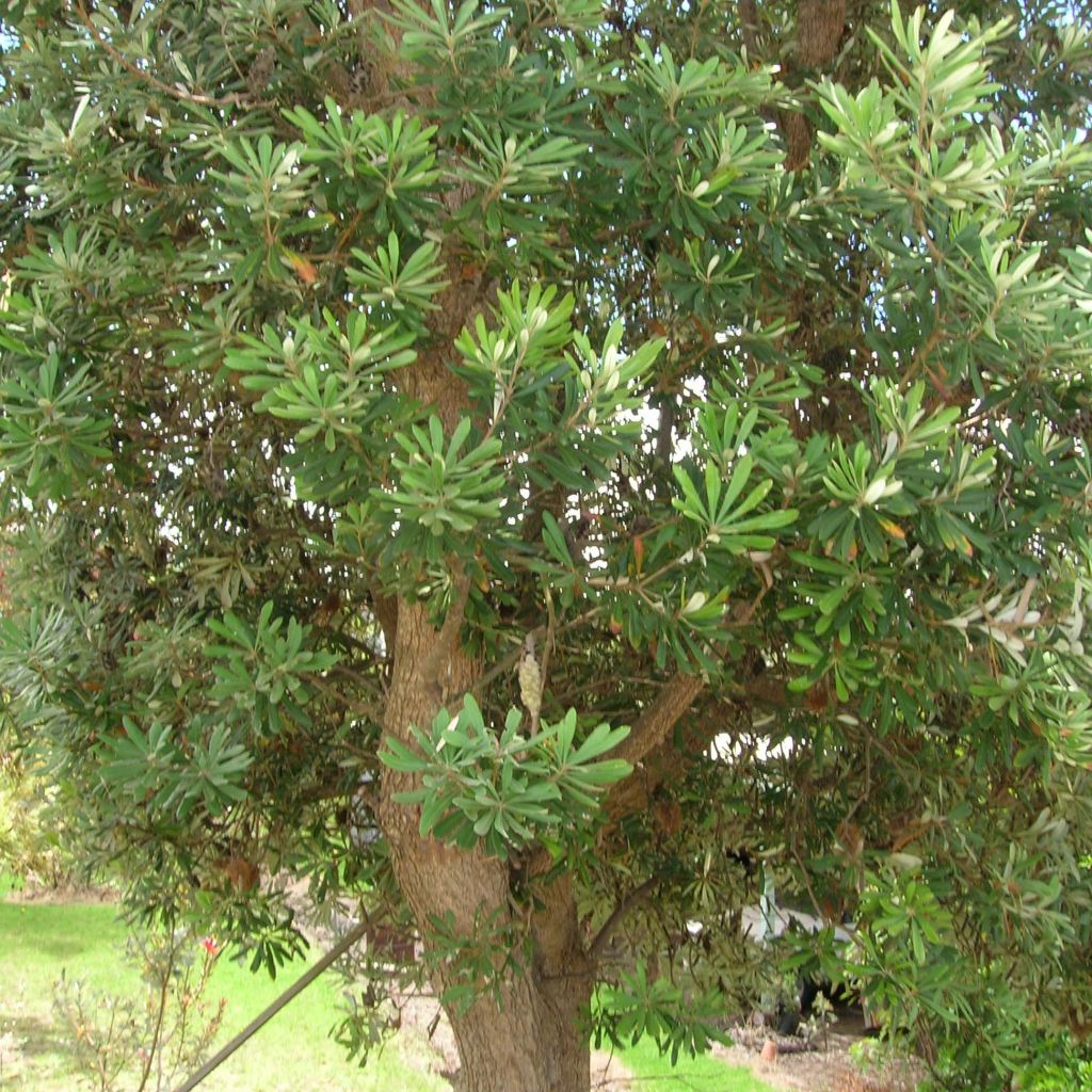 Banksia integrifolia - Banksia côtier
