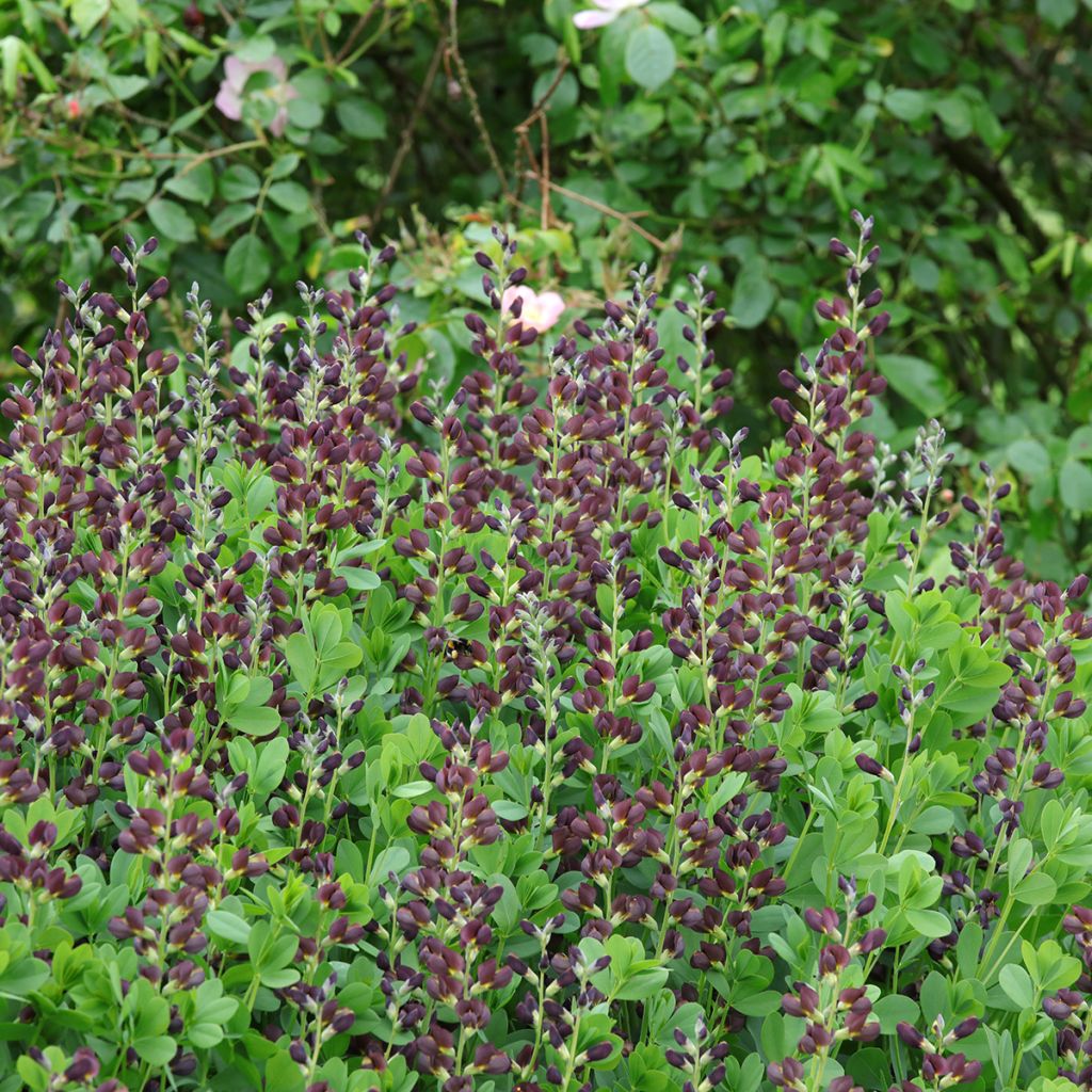 Baptisia Dutch Chocolate - Lupin indigo pourpre brunâtre