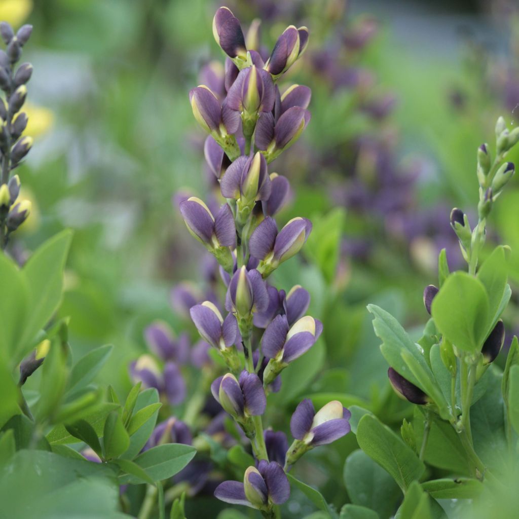 Baptisia Indigo Spires - Lupin indigo