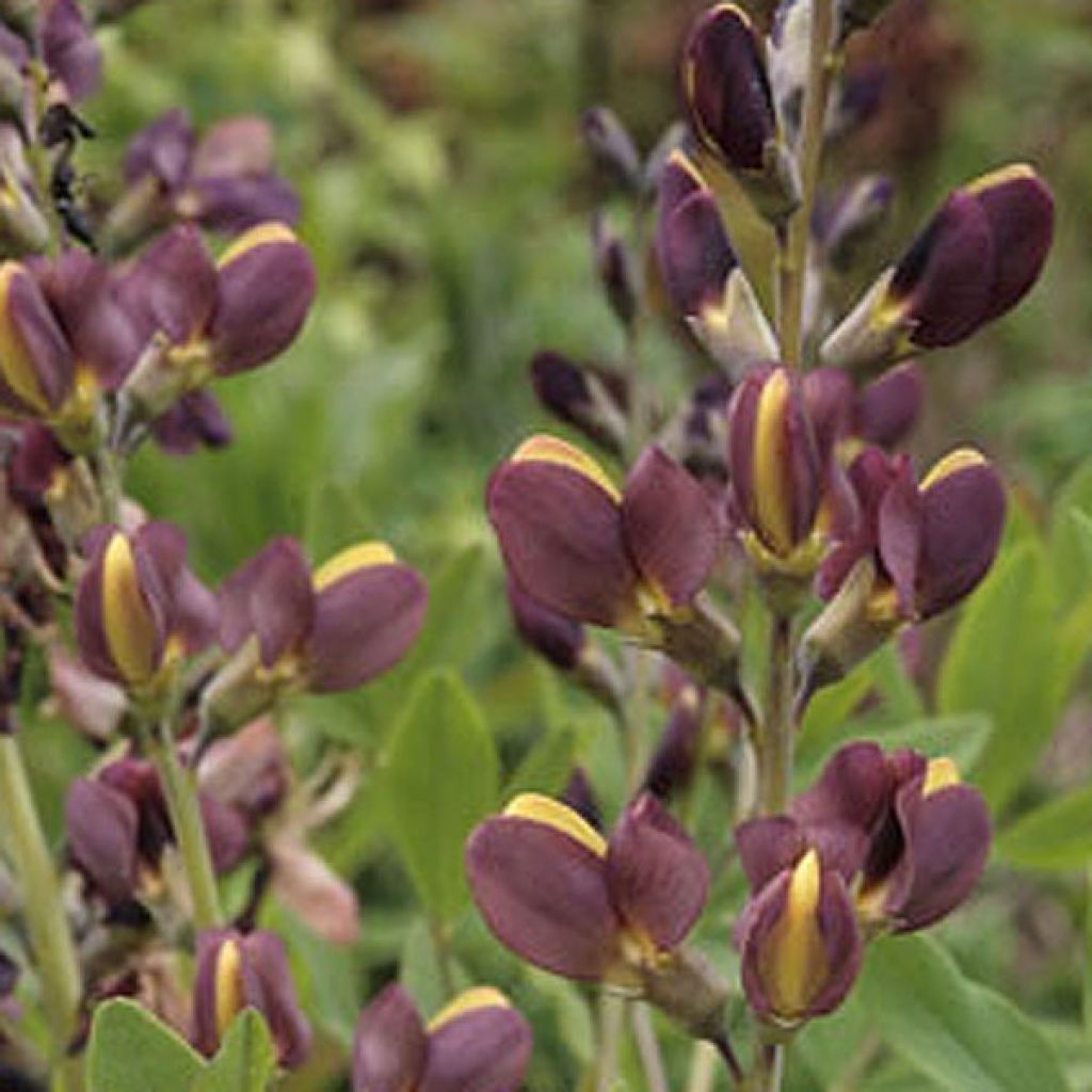 Lupin indigo - Baptisia Twilight Prairie Blues