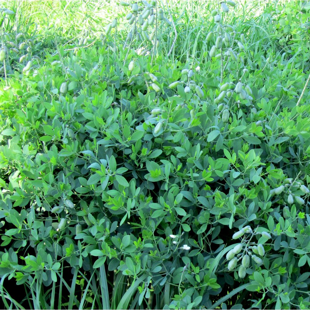 Baptisia alba var macrophylla, Faux Lupin