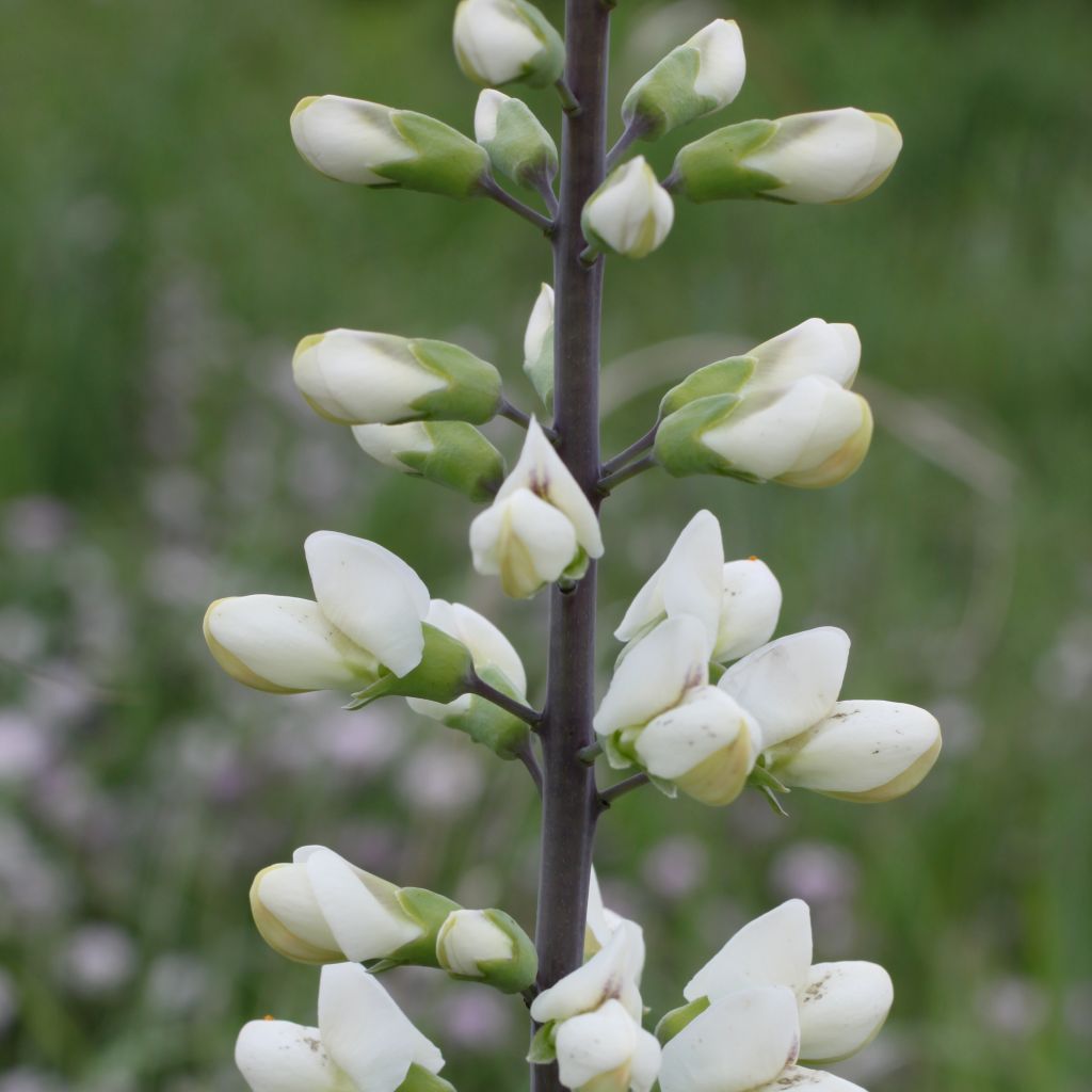 Baptisia alba var macrophylla, Faux Lupin
