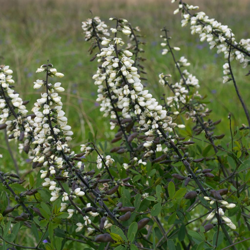 Baptisia alba var macrophylla, Faux Lupin