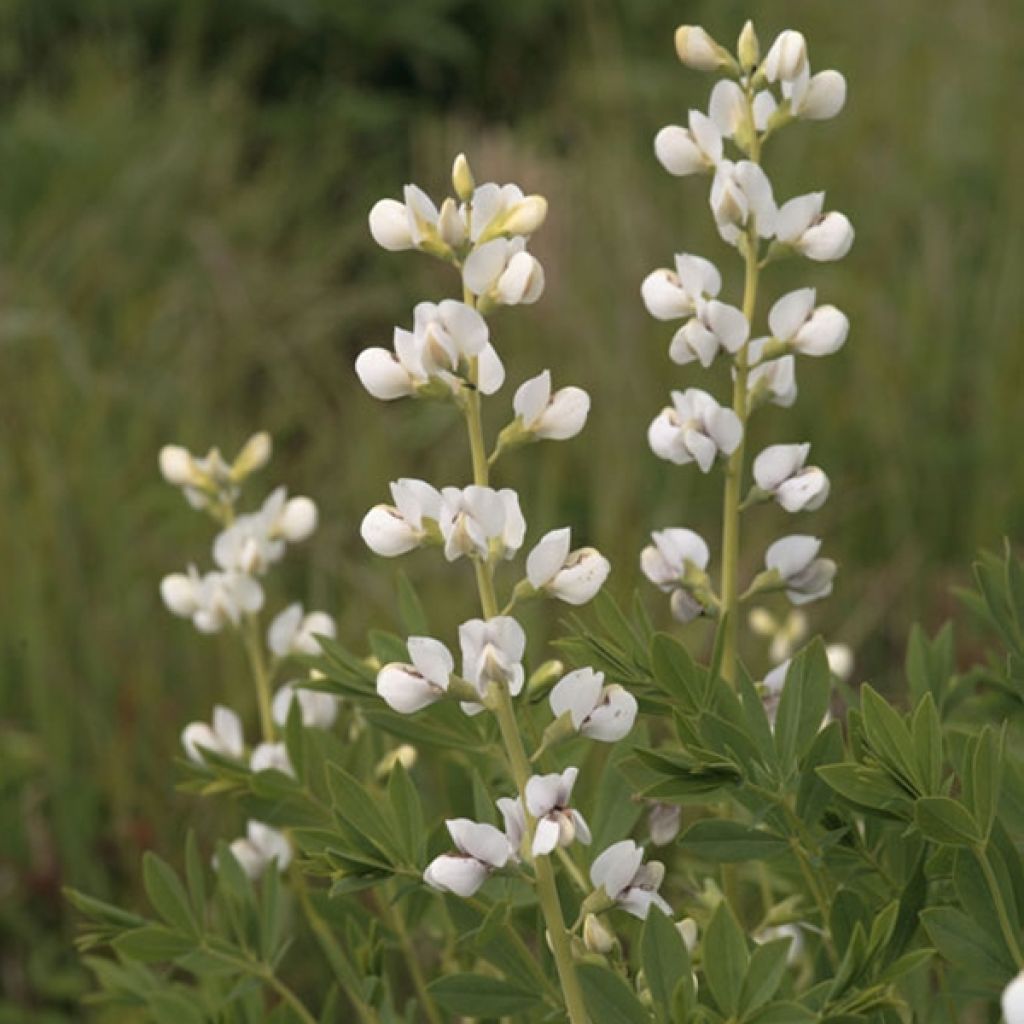 Lupin indigo - Baptisia australis Alba