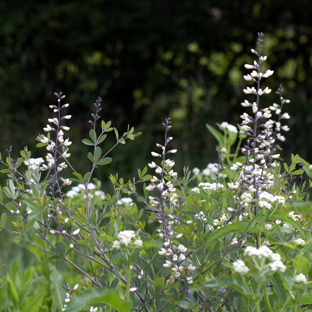 Baptisia pendula alba - Faux indigo blanc