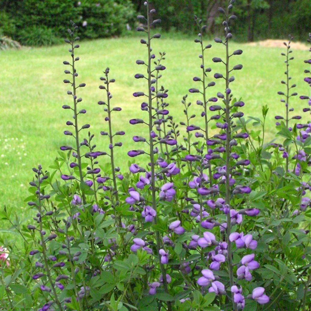 Lupin indigo - Baptisia Purple Smoke