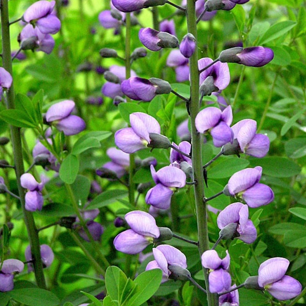 Lupin indigo - Baptisia Purple Smoke