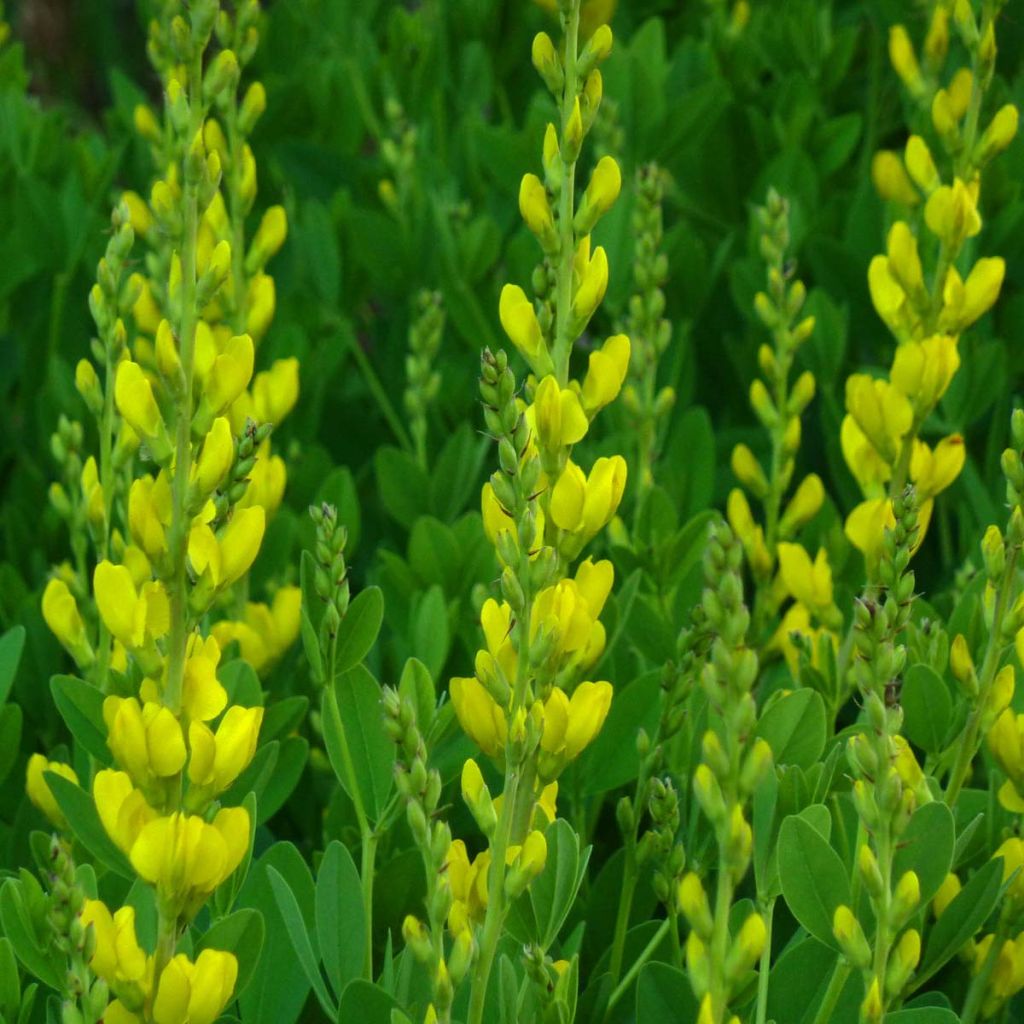 Baptisia sphaerocarpa - Faux indigo jaune.