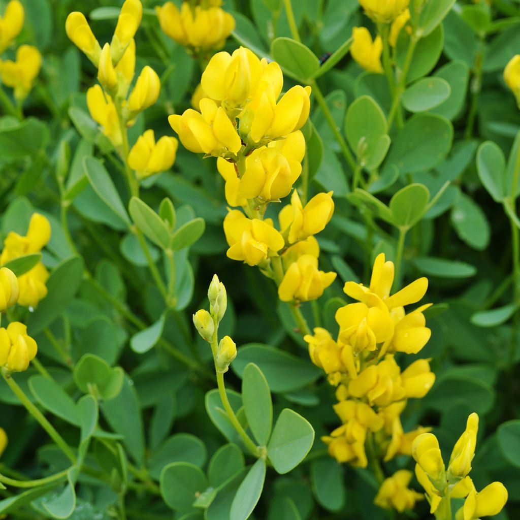 Baptisia sphaerocarpa (= viridis) - Faux indigo jaune.