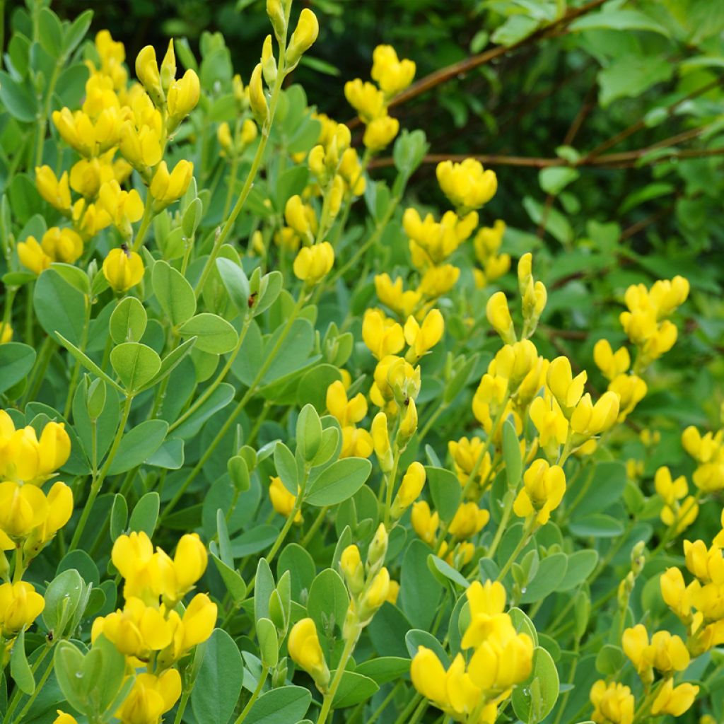Baptisia sphaerocarpa (= viridis) - Faux indigo jaune.