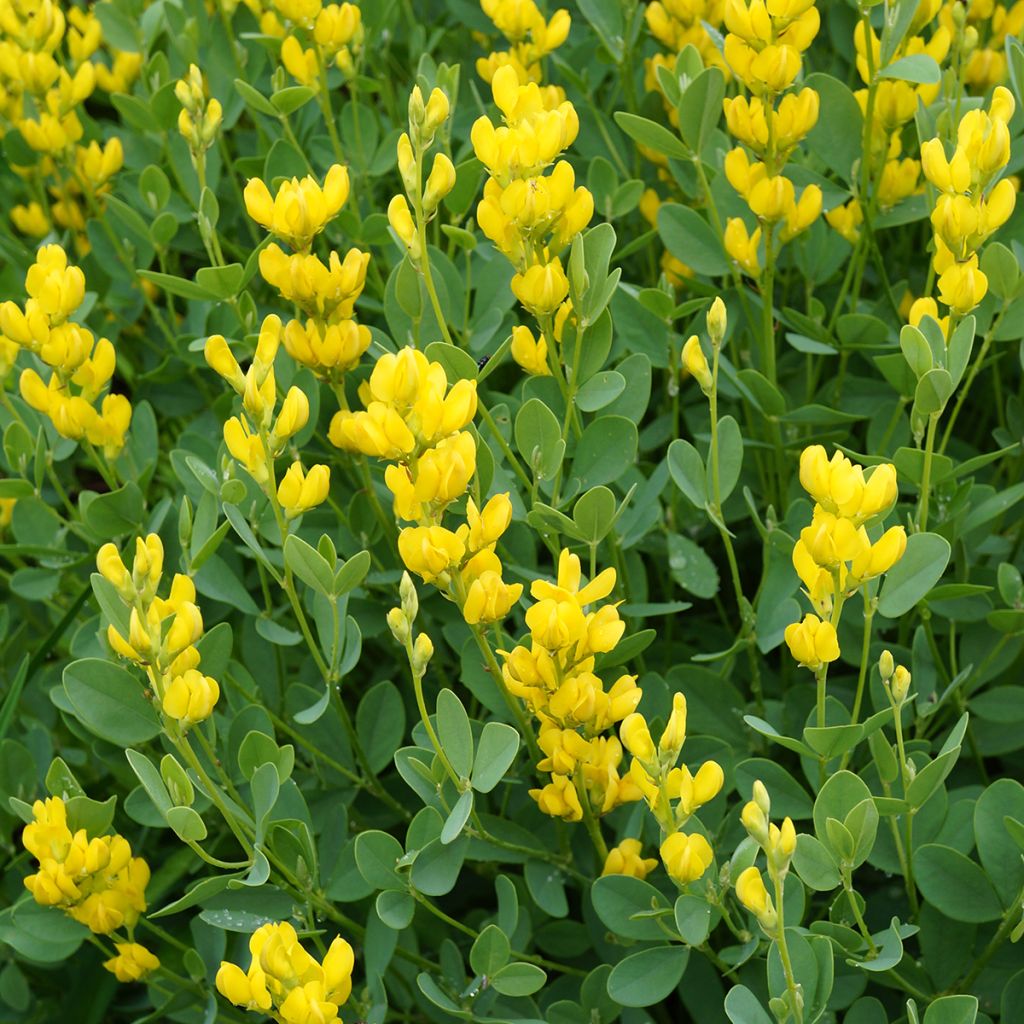 Baptisia sphaerocarpa (= viridis) - Faux indigo jaune.