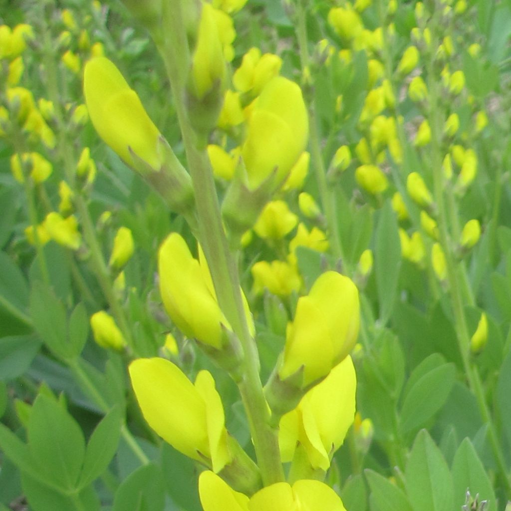 Baptisia tinctoria, Faux Lupin