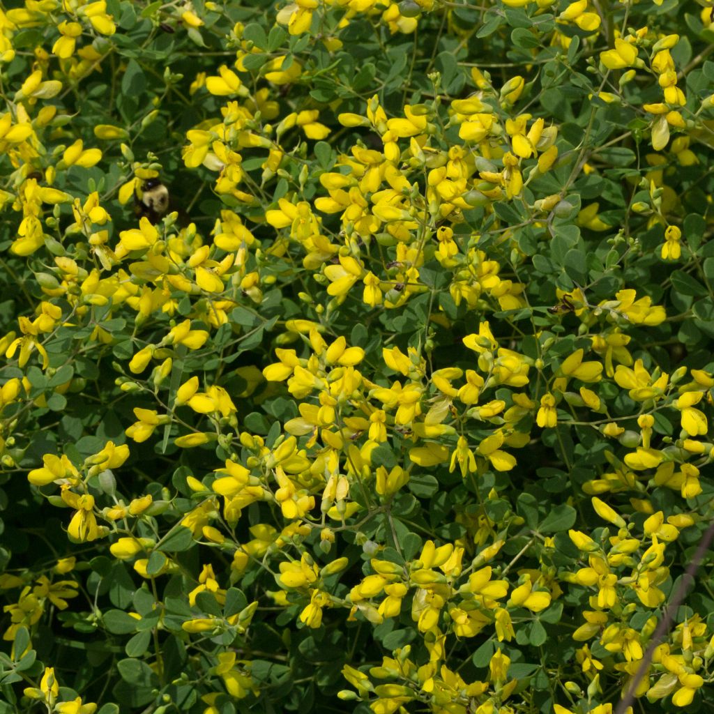 Baptisia tinctoria, Faux Lupin