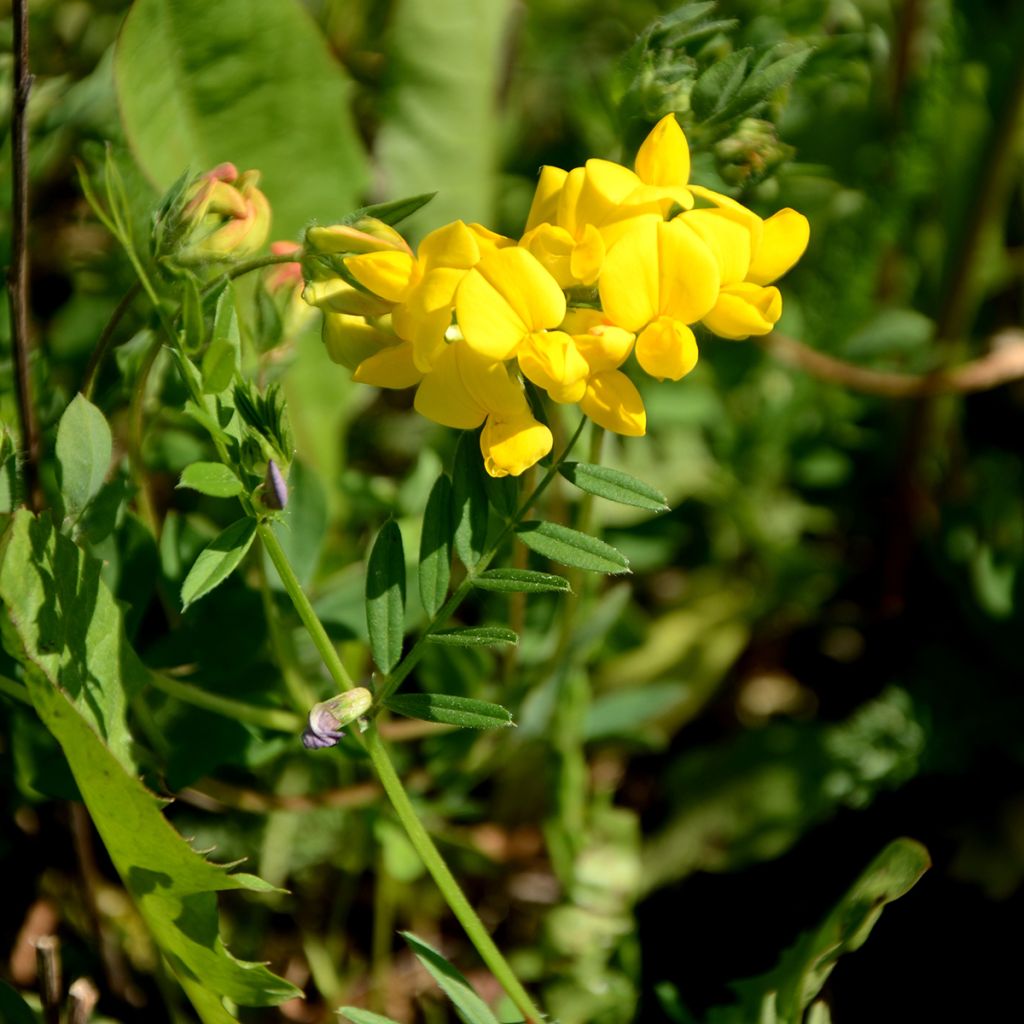 Baptisia tinctoria, Faux Lupin