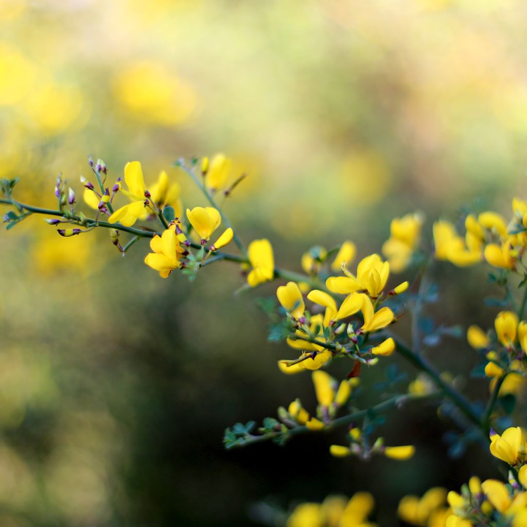 Baptisia tinctoria, Faux Lupin