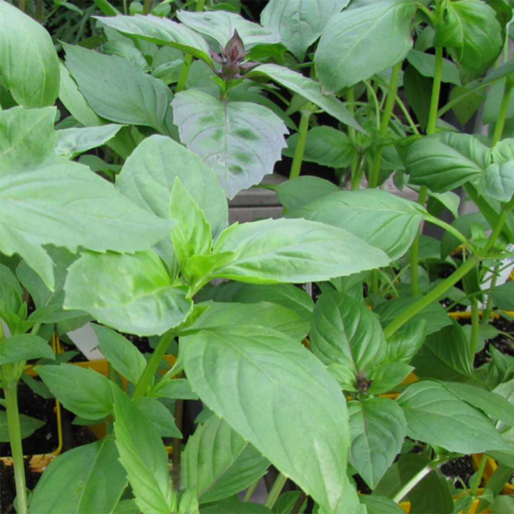 Basilic citron - Ocimum basilicum citriodorum