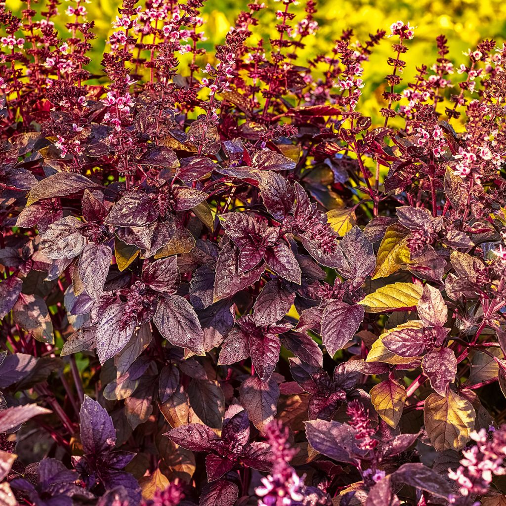 Basilic pourpre Red Rubin