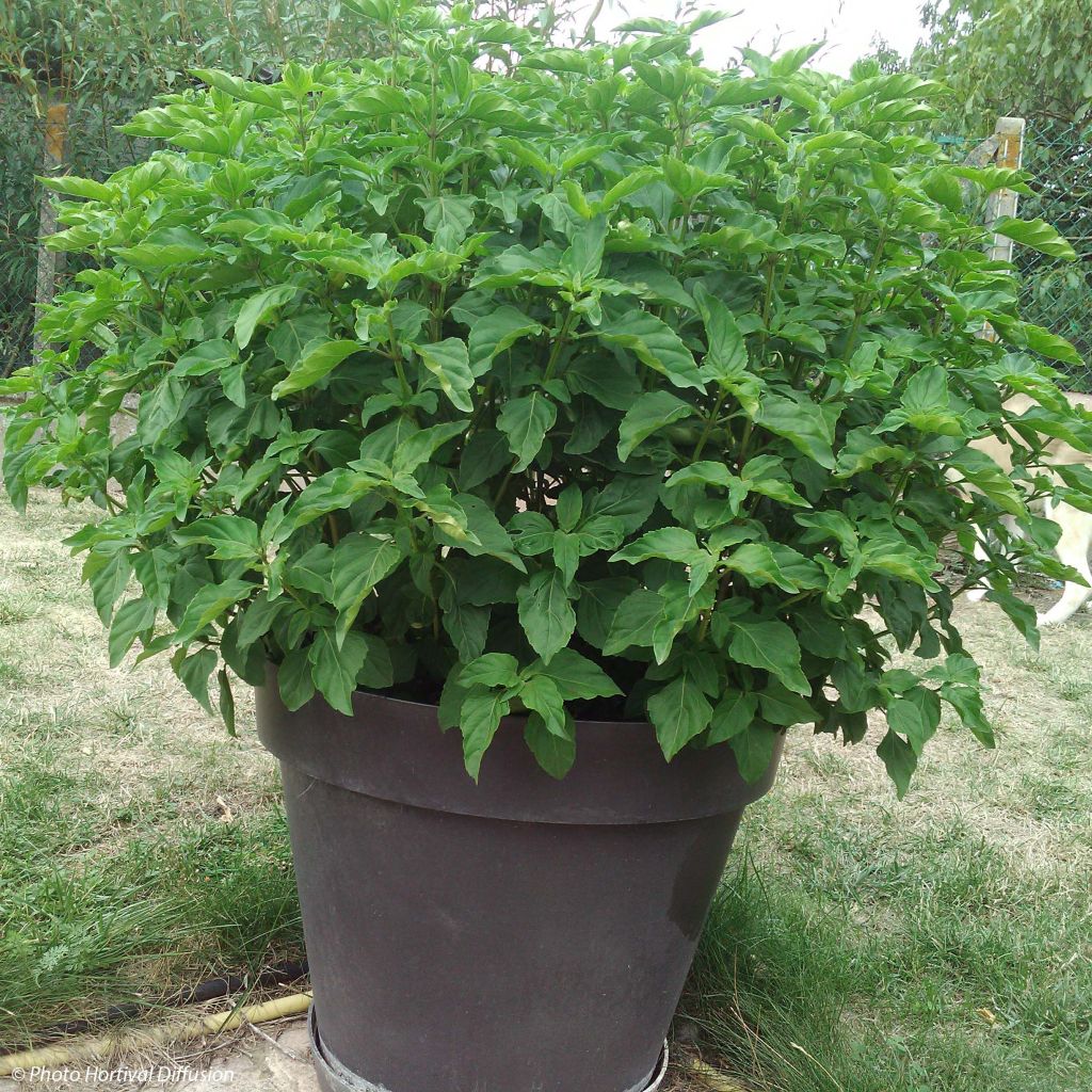 Basilic perpétuel (Ocimum kilimandscharicum), un basilic vivace :  plantation, culture