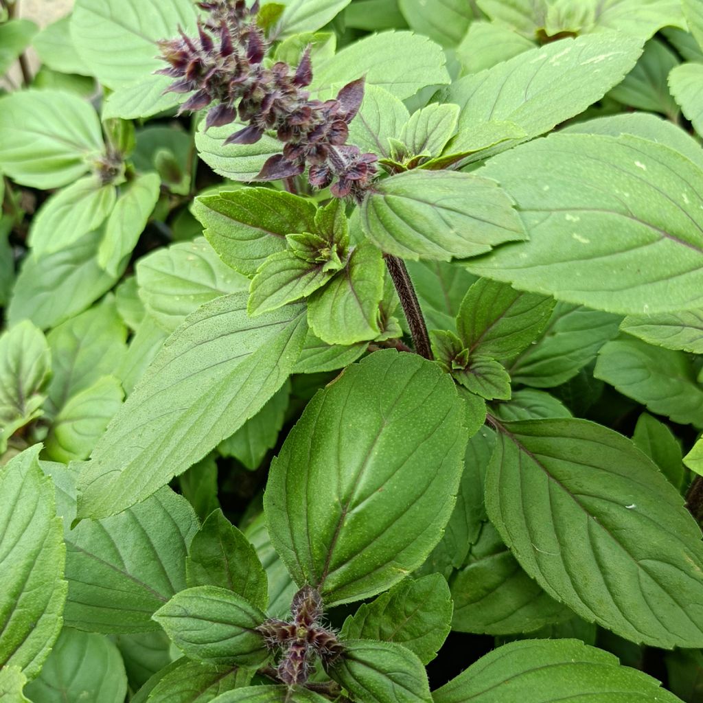 Basilic vivace 'Magic Mountain'-Ocimum kilimandjaricum 'Magic Mountain