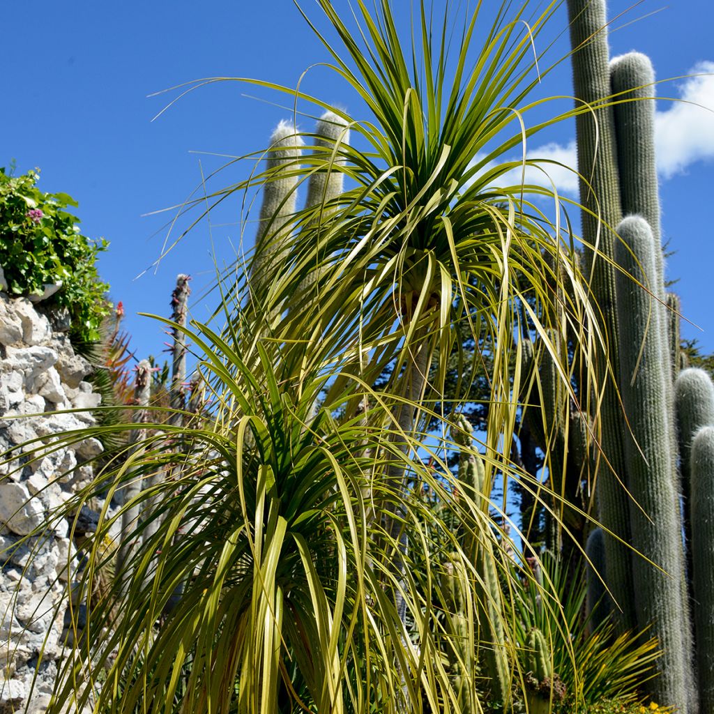 Beaucarnea recurvata - Arbre bouteille ou Pied d'éléphant 