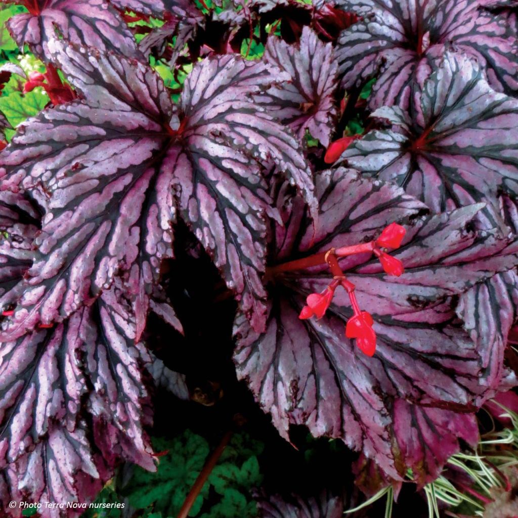 Begonia Garden Angel Plum