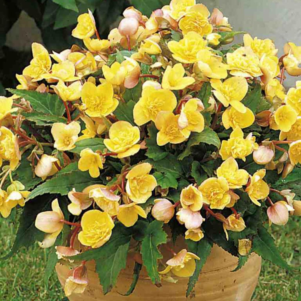 Begonia Helene Harms