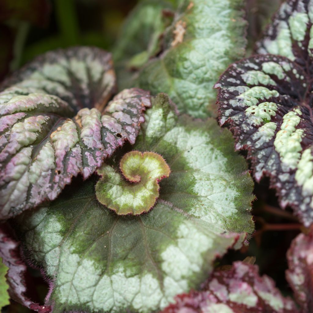 Begonia Rex Escargot - Bégonia escargot