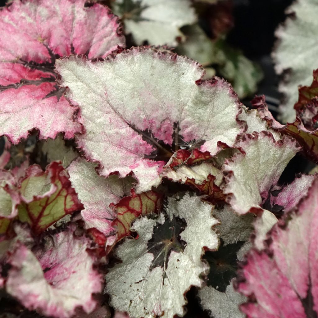 Begonia Rex Red Heart