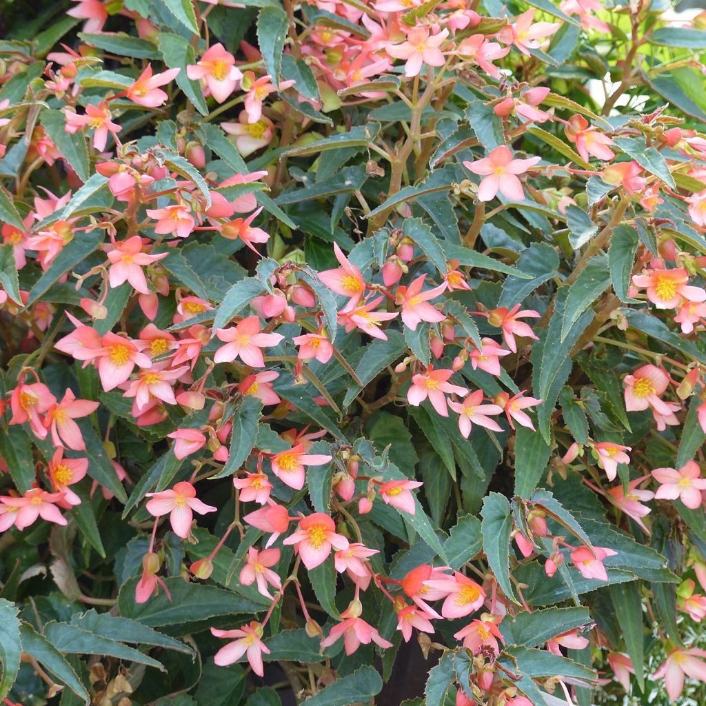 Bégonia retombant Summerwings Pink Elegance