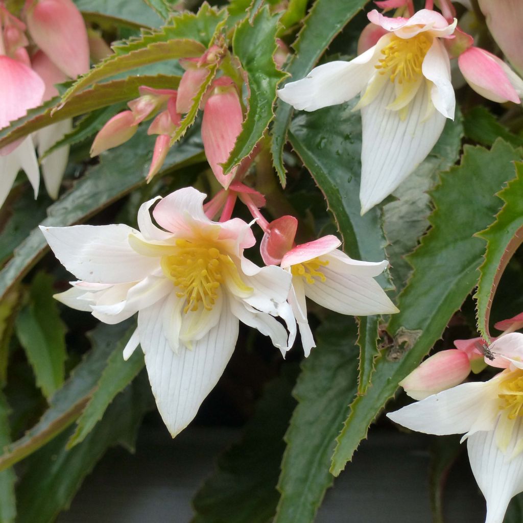 Begonia retombant Summerwings White Elegance