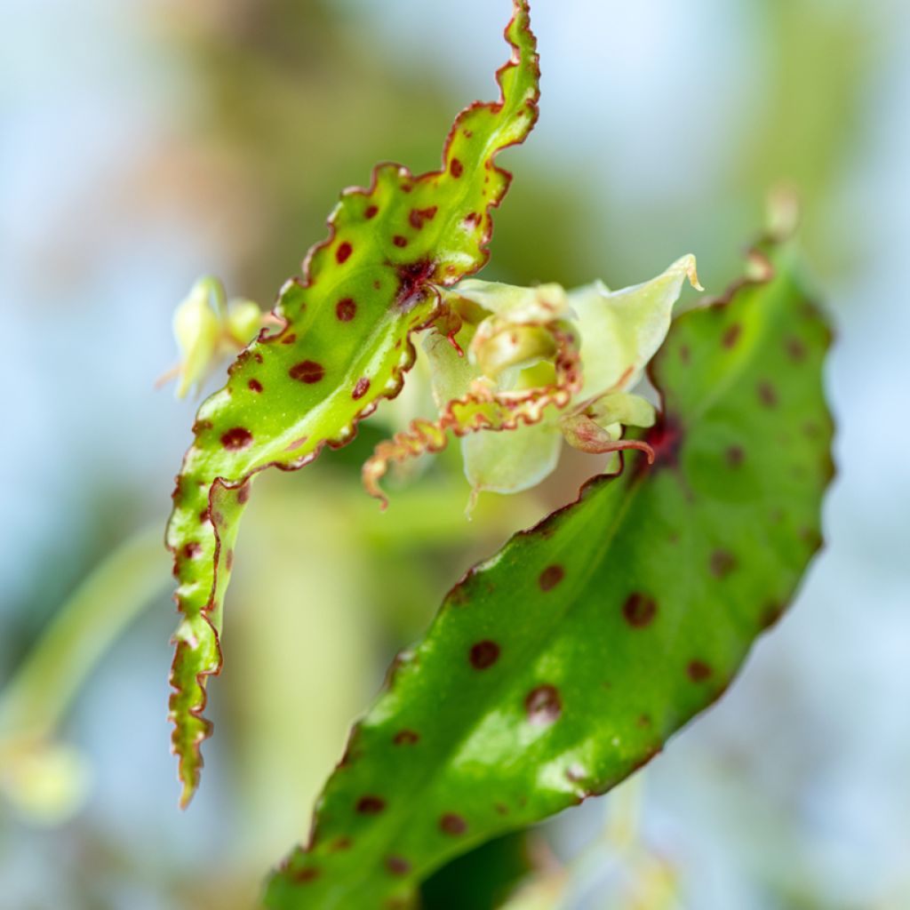 Begonia amphioxus - Bégonia d'intérieur