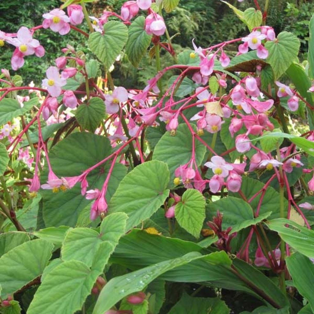 Begonia grandis evansiana