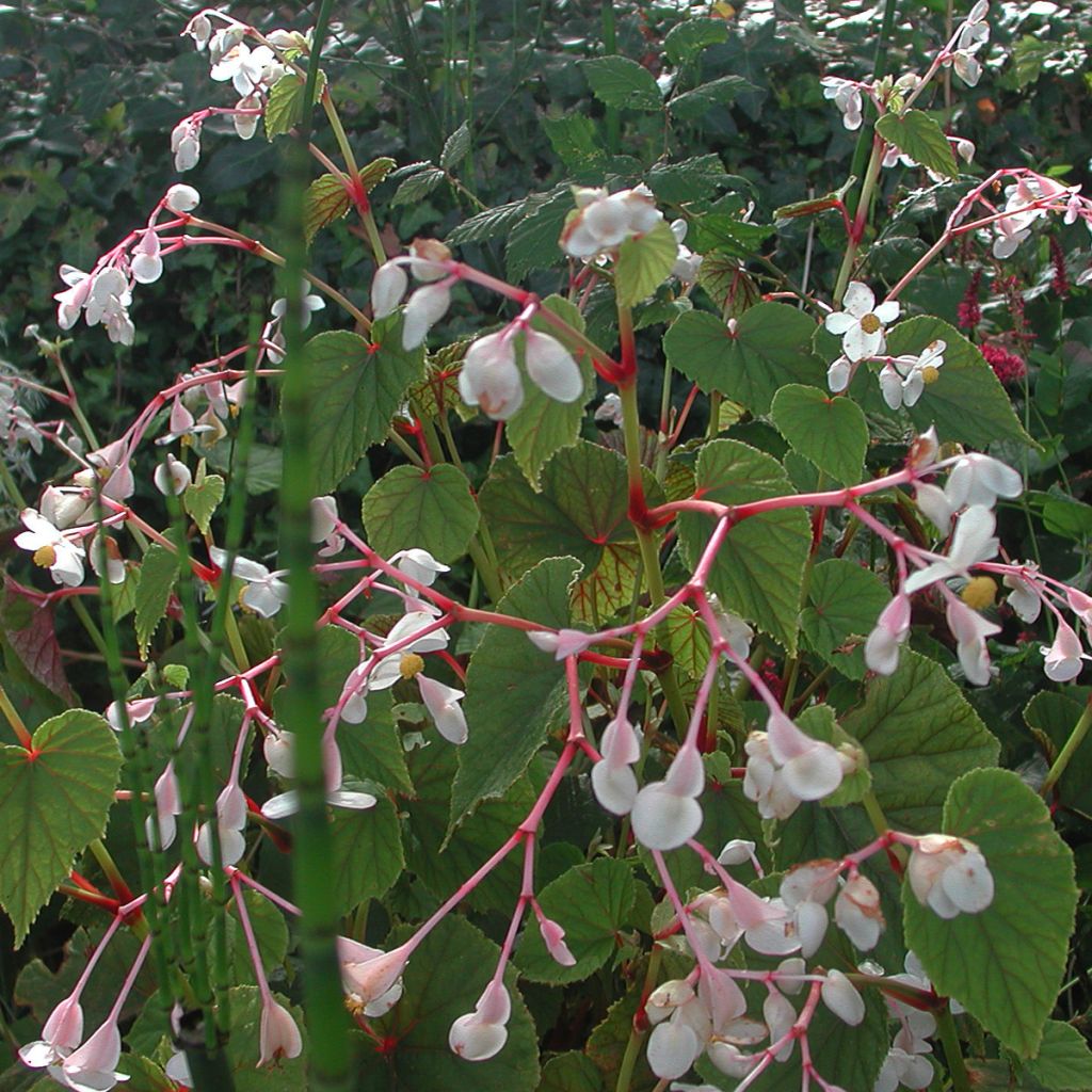 Begonia grandis ssp. evansiana var. alba