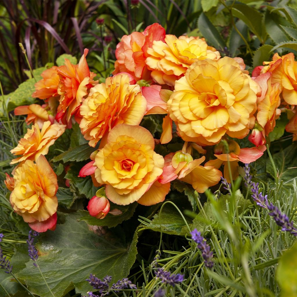 Begonia pendula Golden Balcony - Begonia retombant