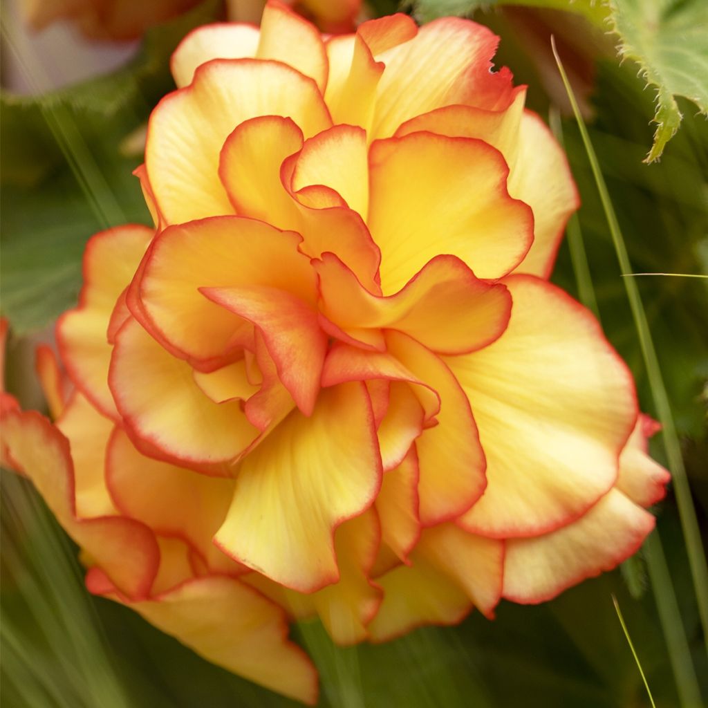 Begonia pendula Golden Balcony - Begonia retombant