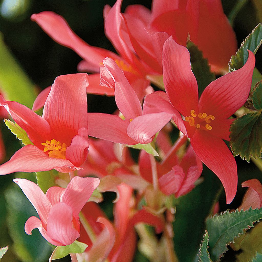 Begonia retombant Summerwings Rose