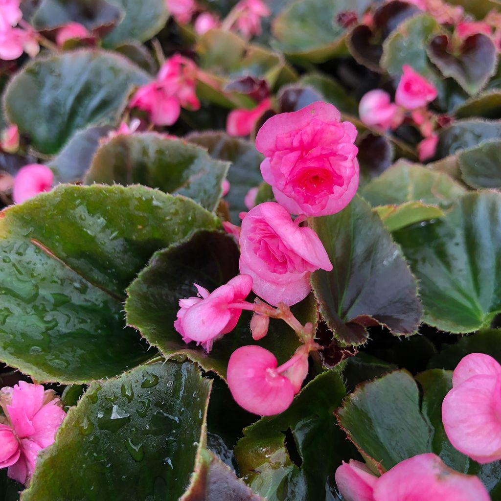 Bégonia semperflorens Doublet Rose