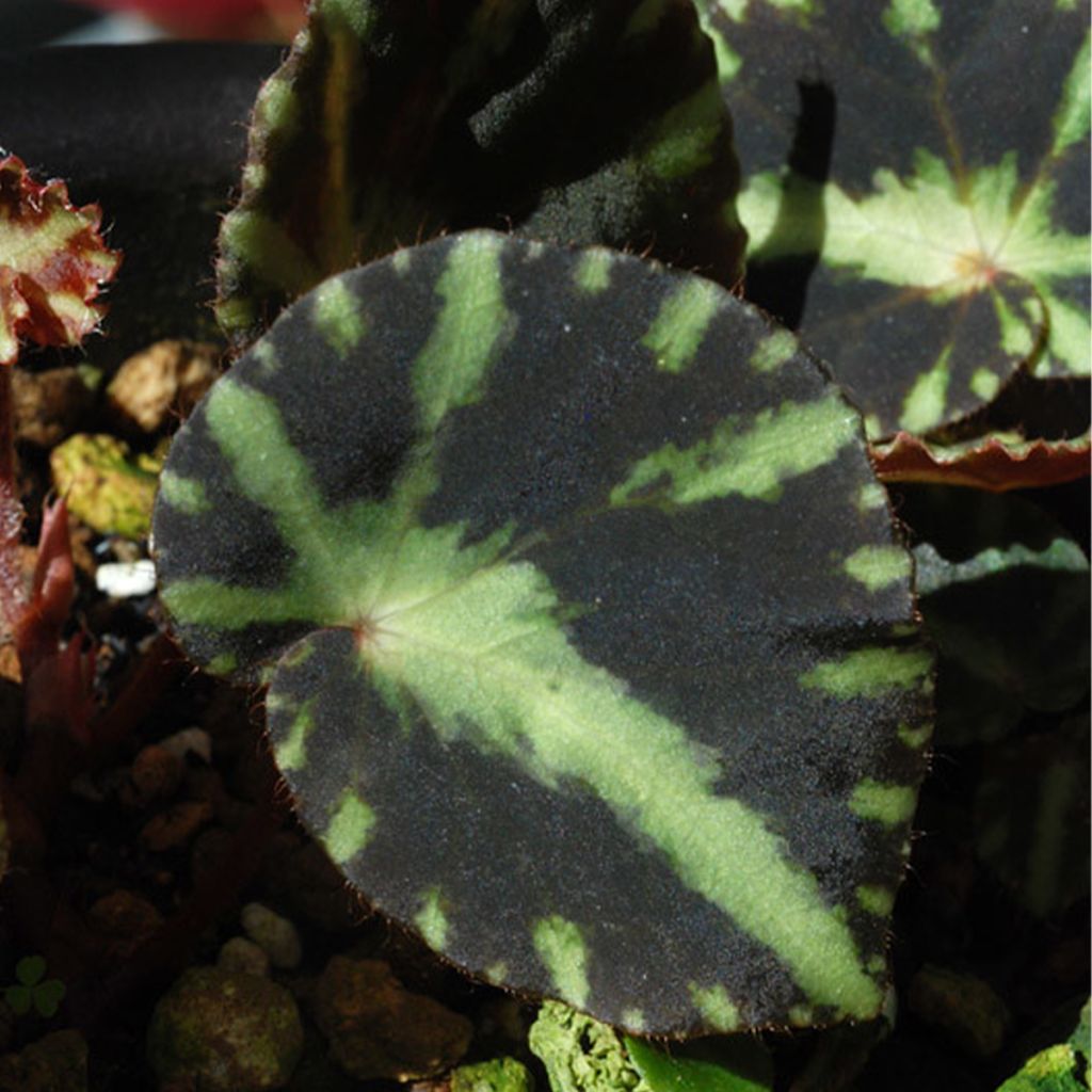 Begonia cleopatrae